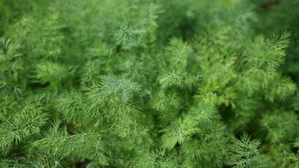 Lush Green Foliage of Delicate Ferns and Soft Leaves in Nature