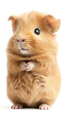 Obraz premium A cute, fluffy guinea pig standing upright with paws clasped.
