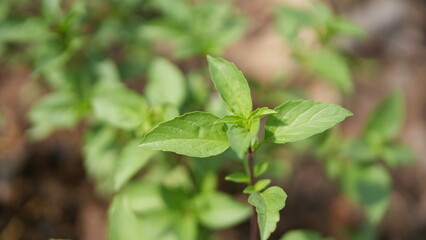 Fresh Green Leaves of Basil Plant Growing in Natural Environment