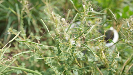 Green Plant Growth with Subtle Details in Natural Habitat