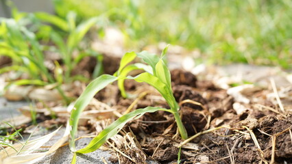 Fresh Green Seedling Growing in Fertile Soil Under Bright Sunlight