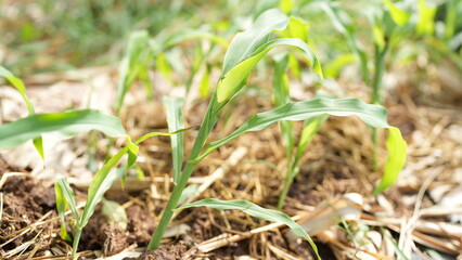 Healthy Young Corn Plant Growing in Fertile Agricultural Soil