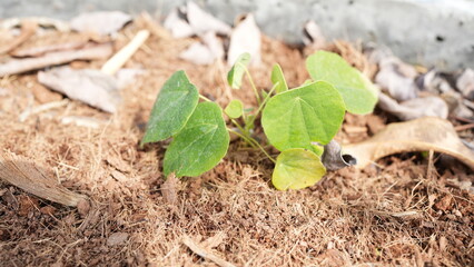 Green Plant Sprouting Through Dry Soil in Natural Environment