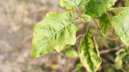 Detailed Close-Up of Green Leaf with Unique Texture and Color Variation
