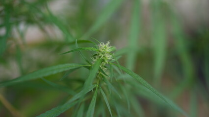 Fototapeta premium Close-Up of Hemp Plant with Green Leaves and Buds in Natural Setting