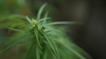 Close-up View of Green Cannabis Plant with Delicate Leaves and Buds