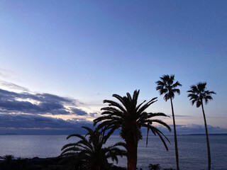 朝焼けに、ヤシの木のシルエット