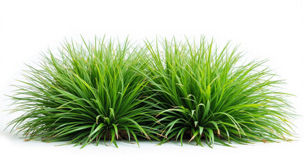 green grass isolated on white