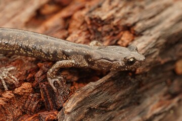 Closeup on a North-American Pacific Coast Clouded Salamander, Aneides ferreus on redwood