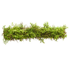 Obraz premium Green moss isolated on transparent background