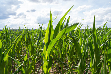 Cornfield on a sunny day