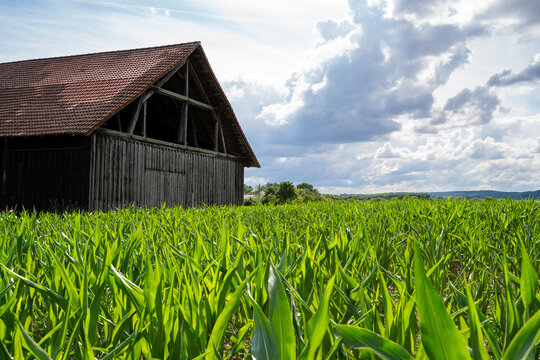 Old wooden barn in the cornfield - Powered by Adobe