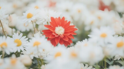 Fototapeta premium Vibrant Red Flower Surrounded by Soft White Daisies in a Beautiful Garden Setting