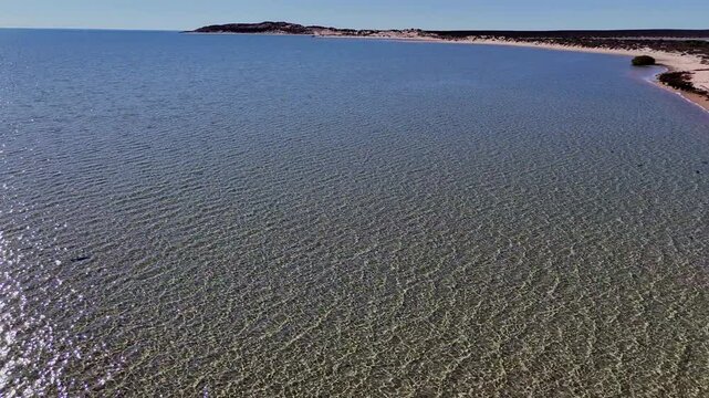 aerial drone shot of nervous sharks, Carcharhinus cautus, swimming and hunting in shallow water close to the beach of eagle bluff along the coast of shark bay, Francois Peron national park, Australia.