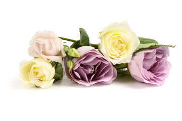 Roses on a white background. Roses close-up.