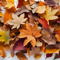Fototapeta premium A collection of colorful autumn leaves