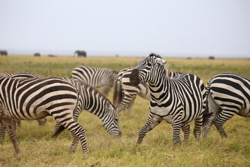 zebra in the wild