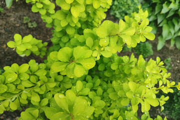 Green background from leaves of barberry, thunbergs barberry, Green barberry.