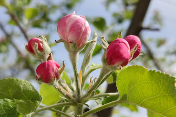 White and pink apple tree flowers. Apple blossom.
