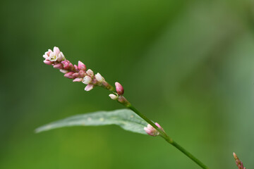 Persicaria campanulata flower detail with blurred background.