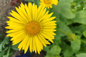 Doronicus, yellow chamomile in the garden, bright and fresh flowers, close-up.