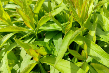 Young shoots of the phlox flower in spring. Close up. Macro.
