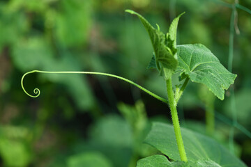 Young cucumber stem, shoot or sprout with tendril in the backlight of the sun.