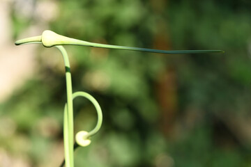 A twisted form of garlic flower on a natural background. Green stalk of garlic.