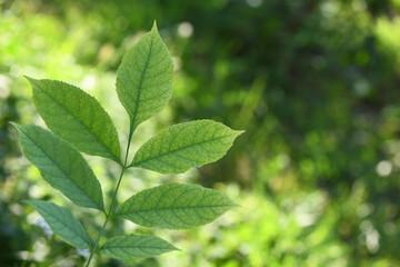 Ash leaf. Green leaves of the ash tree close up.