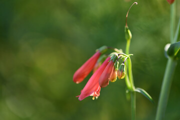 Penstemon barbatus. Red Riding Hood Beard Tounge - Latin name - Penstemon barbatus Red Riding Hood.