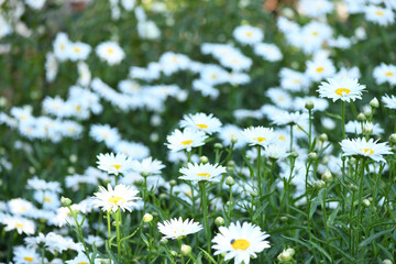 Closeup on white chamomile flowers. Tanacetum parthenium is a perennial, aromatic herbaceous plant.