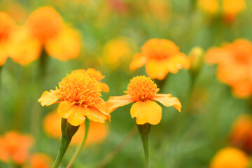 Flowers Marigolds. Side view. High resolution photo. Selective focus.