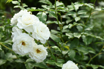 Flower of white Rose in the summer garden. White Roses with shallow depth of field.