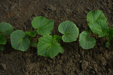 Young cucumber sprouts in the garden. Growing natural vegetables on the farm.