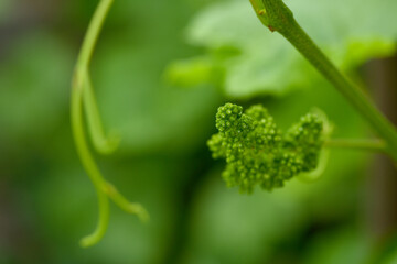 Young inflorescence of grapes on the vine close-up.