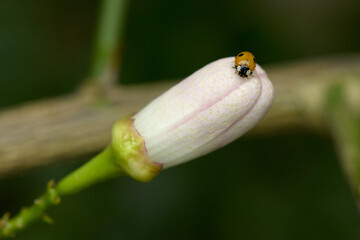 Ladybug on a white grapefruit flower.