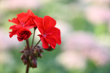 Red geranium. Pelargonium inquinans flowering plant in full bloom.