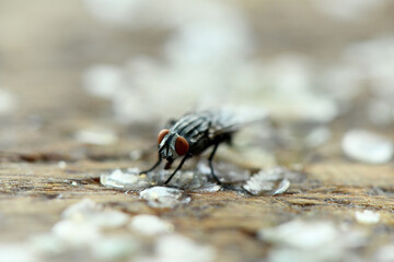 Close-up fly. Focus on fly's eyes. Close-up of house fly.