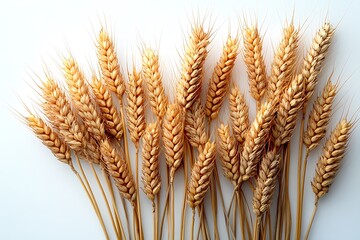 A collection of golden wheat stalks arranged aesthetically.