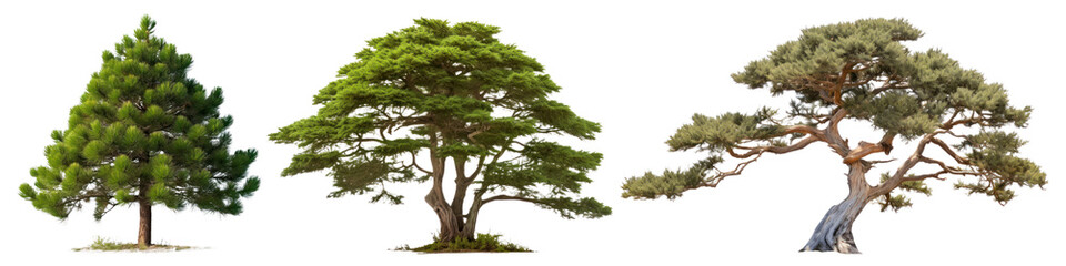 Fototapeta premium Tree png cut out element set, transparent background