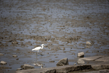 Cranes and drained mudflats