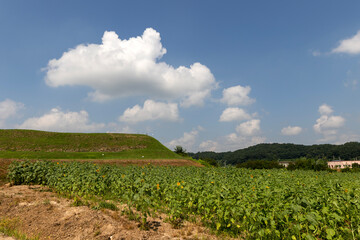 A wide sunflower field and blue sky and clouds