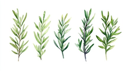 Fototapeta premium watercolor green leaves rosemary. Collection botanical on white background suitable for Wedding Invitation, save the date, thank you, or greeting card