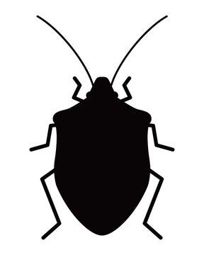 Silhouette of stink bug. Black and white vector illustration. 
