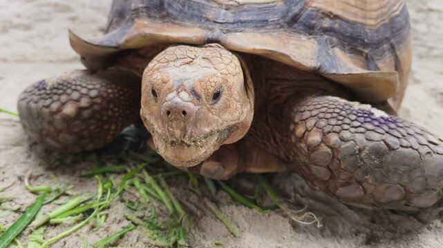 Large brown sea turtle in its natural habitat