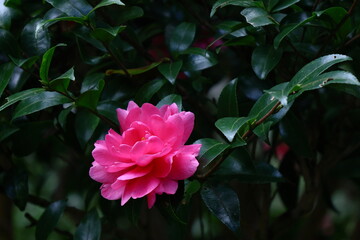 冬の寒空に咲く