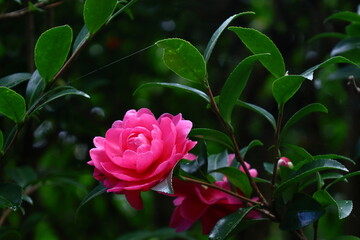 冬の寒空に咲く