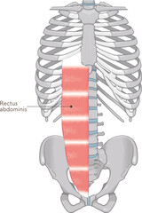 腹直筋のイラスト・Rectus abdominis illustration