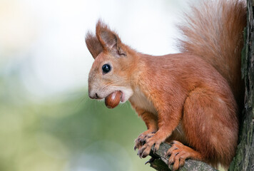 squirrel in the park