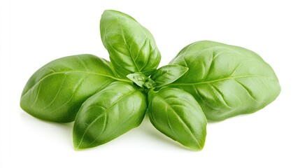 Fototapeta premium Stunning Close-Up of Fresh Basil Leaves Isolated on a White Background, Highlighting the Delicate Green Textures and Aroma of This Culinary Herb.